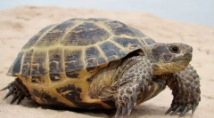 Kaj živali živijo najdaljše?